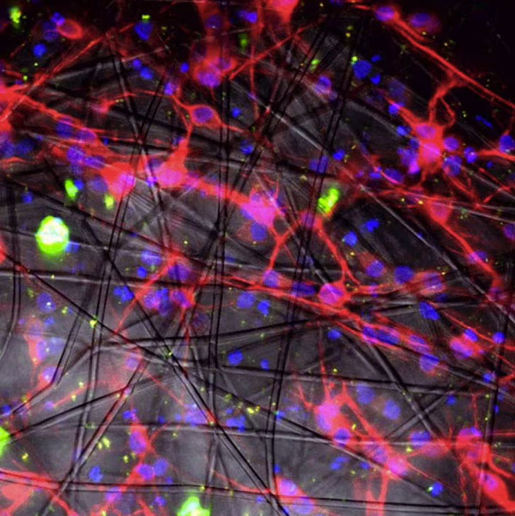 Neurons scaffold 3D