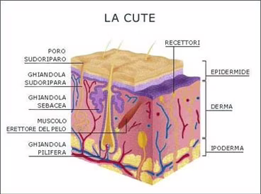 Struttura della pelle