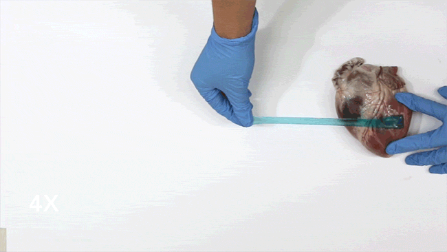 Adesivo super resistente ispirato ad una lumaca