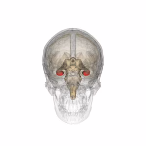 Localizzazione anatomica dell'Ippocampo (in rosso) Credits: Life Science Databases