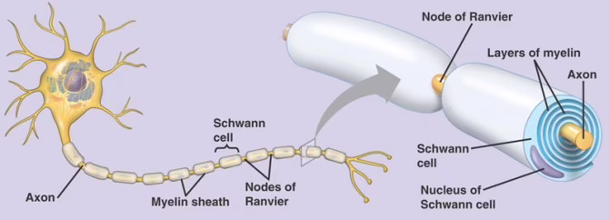 Struttura del neurone