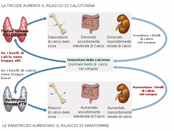 L'ipercalcemia, un possibile segnale tumorale
