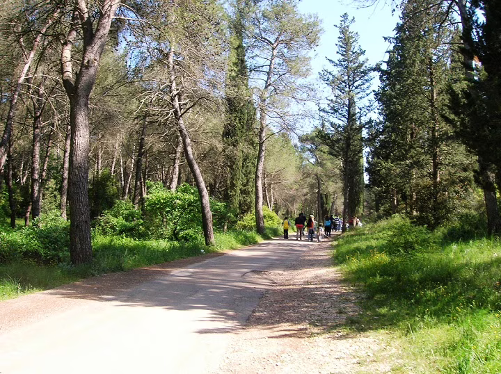 La foresta di Mercadante