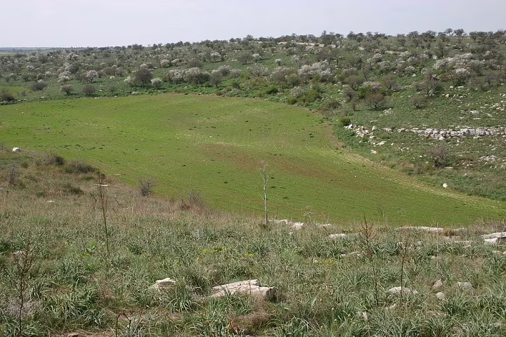 La foresta di Mercadante
