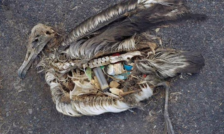 Le isole di plastica nel Pacifico sono più grandi del previsto