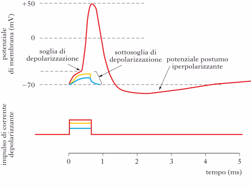 eccitabilità neuronale e fasi del potenziale d'azione