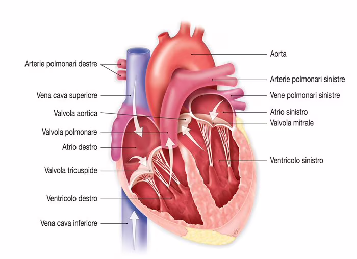 cuore e valvole