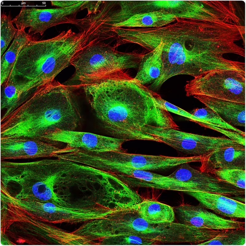 Microscopia confocale: diagnosi dei tumori della pelle in 10 minuti