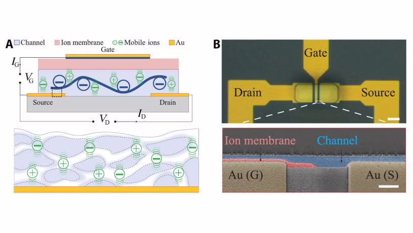 Nuovo transistor a trasmissione ionica per le interfacce cervello-computer