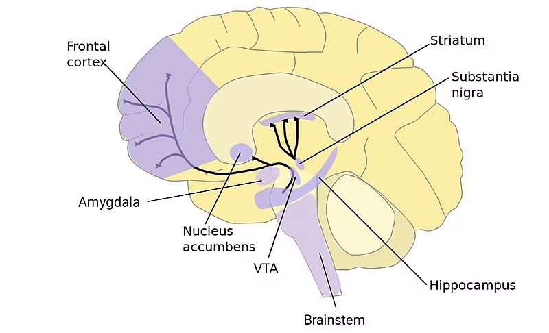 Il cervello innamorato