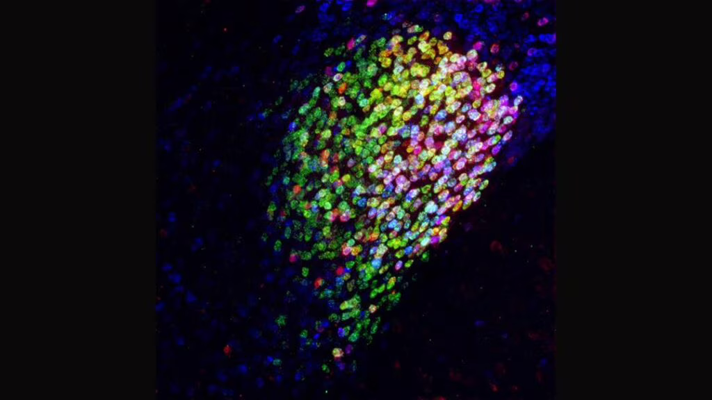 Trovato un centro di soppressione del dolore nel cervello dei topi. Credits: Fan Wang Lab
