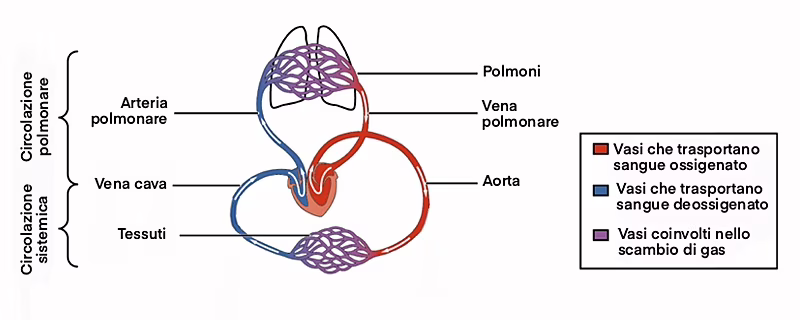 Intervento non invasivo neonato