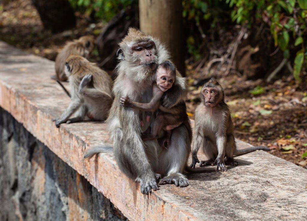 Vaccino coronavirus funziona macachi