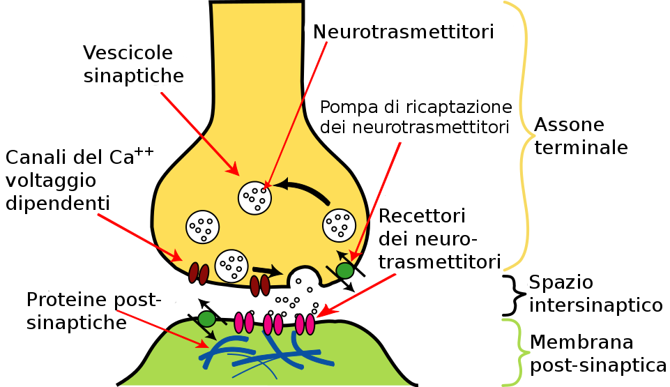 Realizzato il primo modello di sinapsi artificiale con "effetto memoria". Credits: Wikipedia, Adert