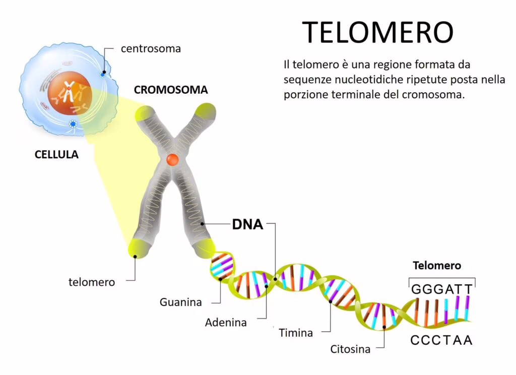 Ricercatori canadesi scoprono come le cellule tumorali diventano immortali