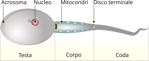Gli spermatozoi ci hanno ingannato per più di tre secoli. Credits: Crisafulli