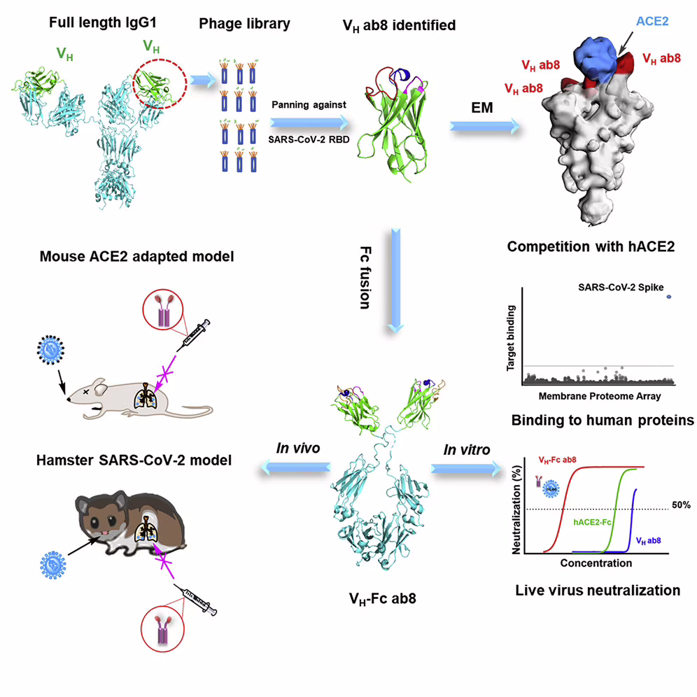 anticorpi covid 19 coronavirus farmaco Ab8 proteina spike 