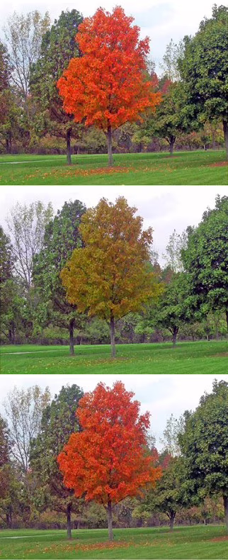 Immagini simulazione lente daltonismo