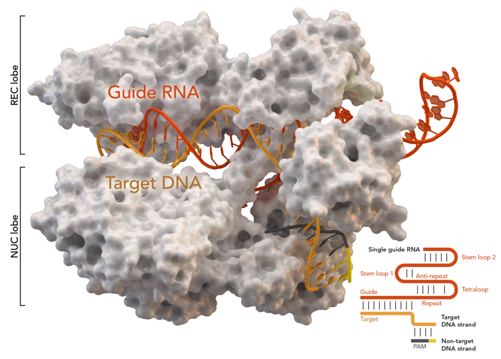 È finalmente Nobel per la Chimica alle pioniere di CRISPR-Cas9. Credits: Thomas Splettstoesser