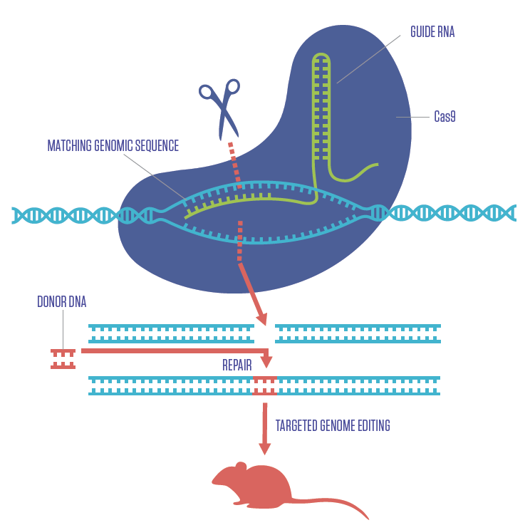 È finalmente Nobel per la Chimica alle pioniere di CRISPR-Cas9. Credits: Chicago Biomedical Consortium