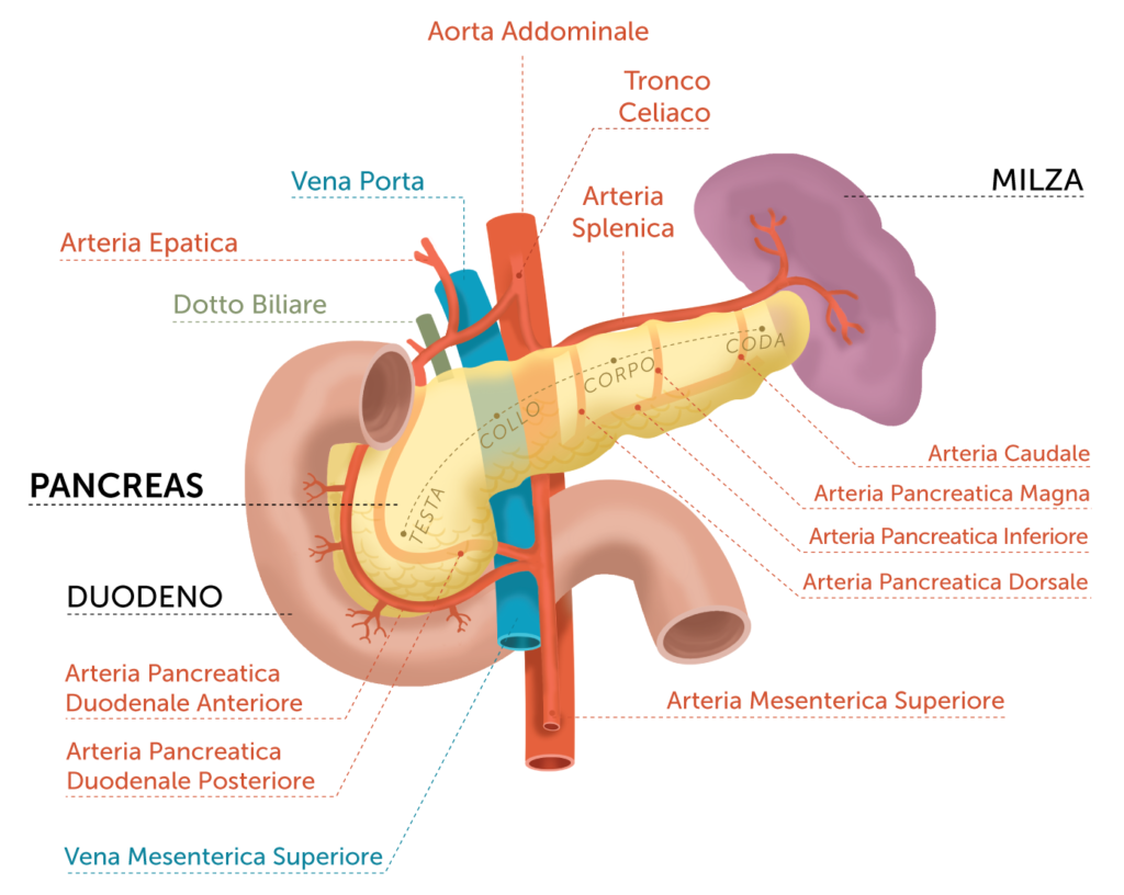 Tumore del pancreas: nuova strategia con vaccino e chemioterapia. Credits: tumorepancreas.codiceviola.org