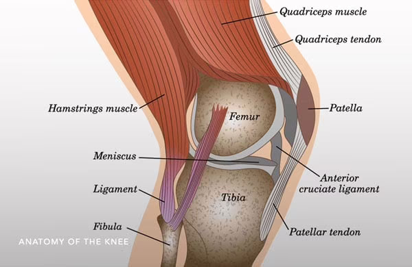 Anatomia ginocchio