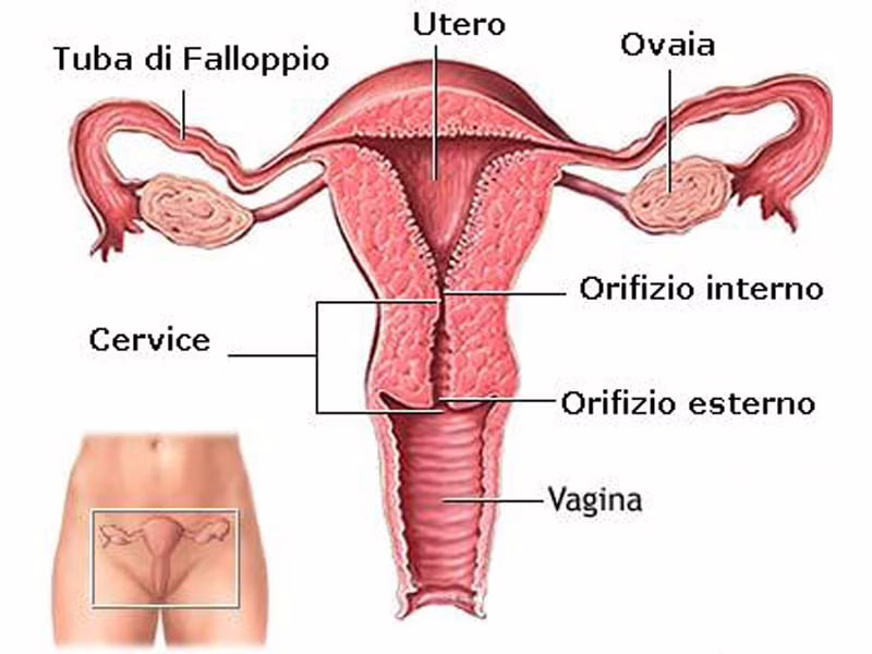 Tumore del collo dell’utero: cos’è e come si cura