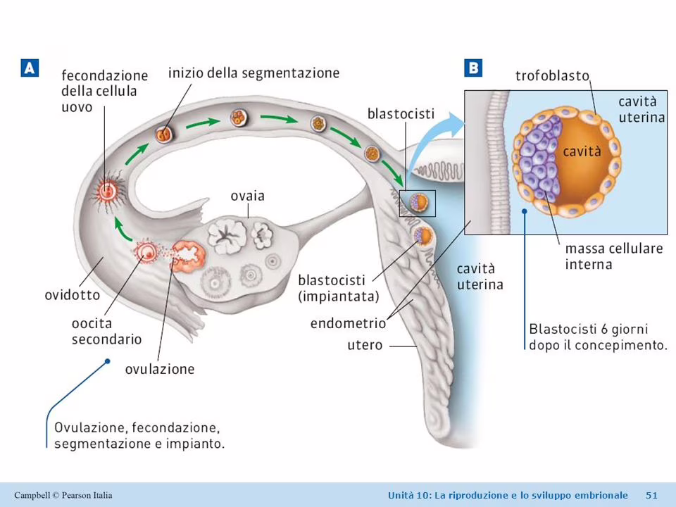 Medicina Rigenerativa: ottenuti primi embrioni umani sintetici