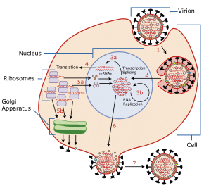 Adenovirus: cosa sono, cosa provocano e come sono utilizzati in clinica