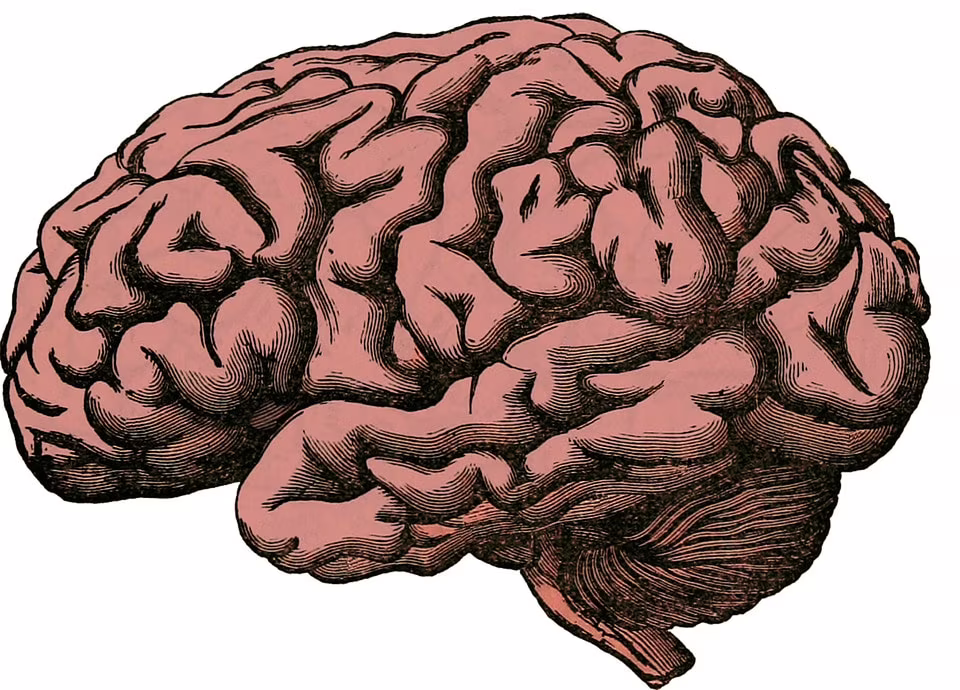 dimensioni cervello umano
