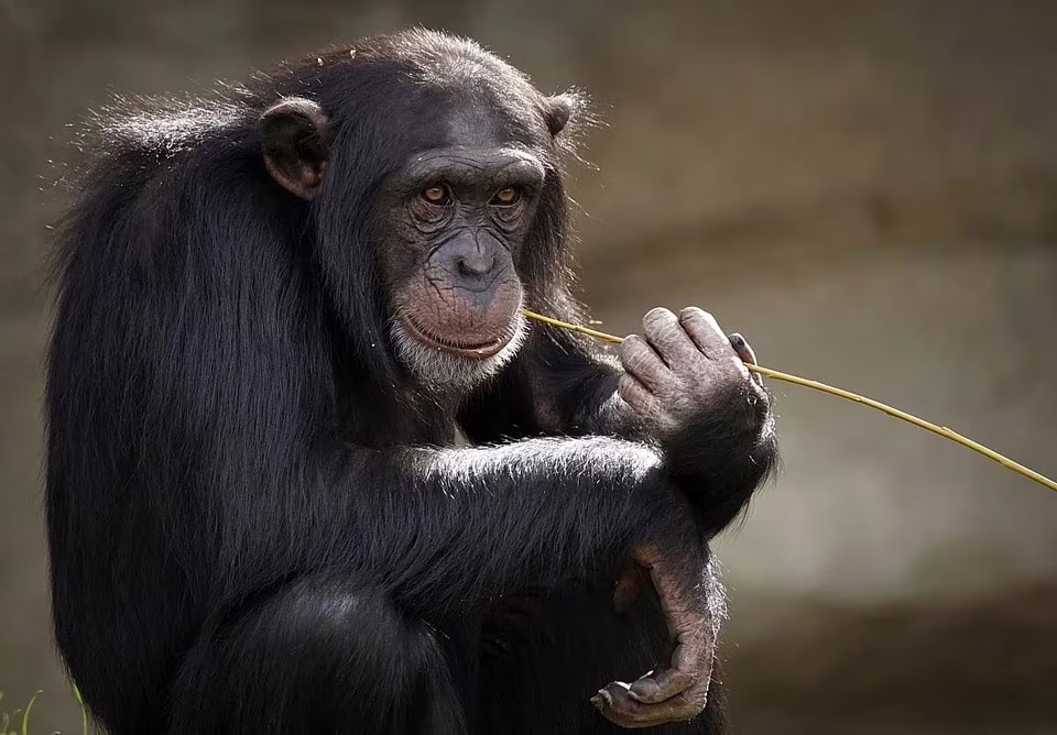 cervello chimpanzee