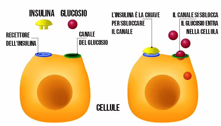 insulino resistenza glucosio diabete pancreas sangue cellule valentina ferragni