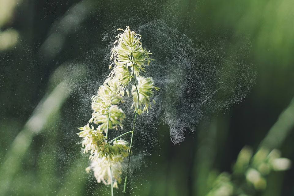 polline allergie