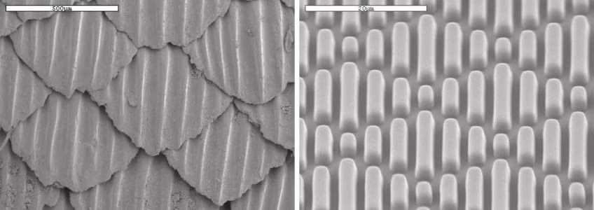 biomimicry