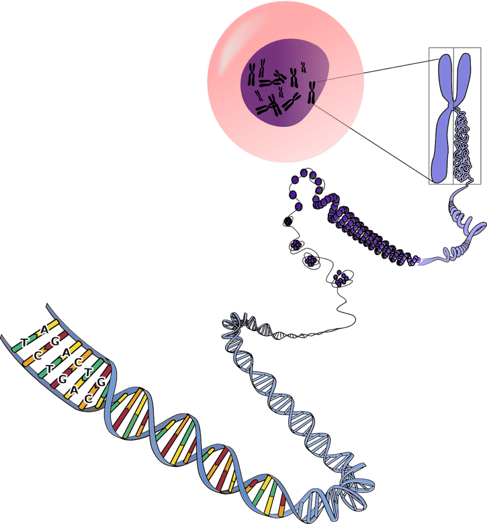 il materiale genetico