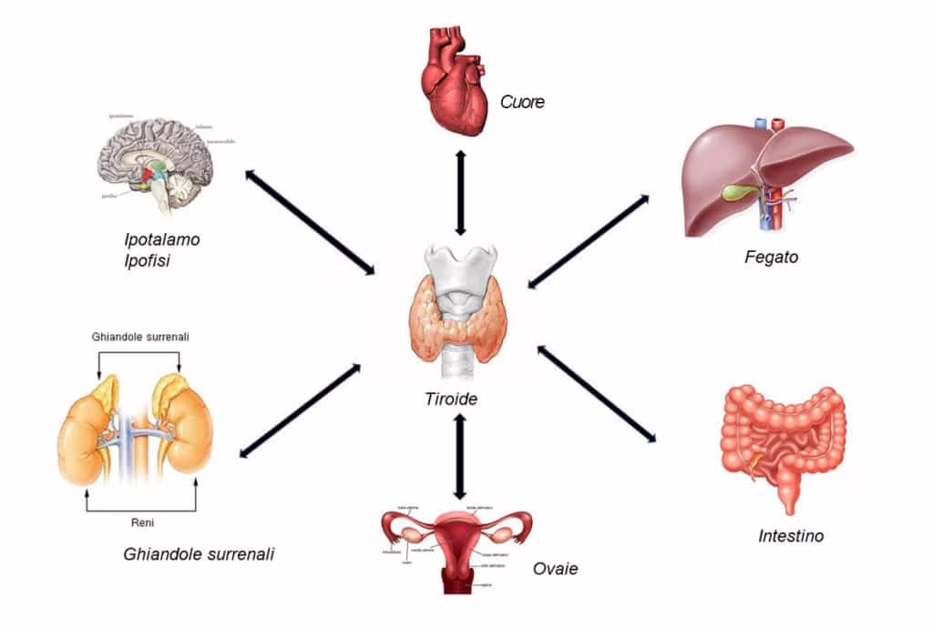 Tiroide: fisiologia, patologia e trattamenti dei disturbi. Credits: Microbiologia Italia