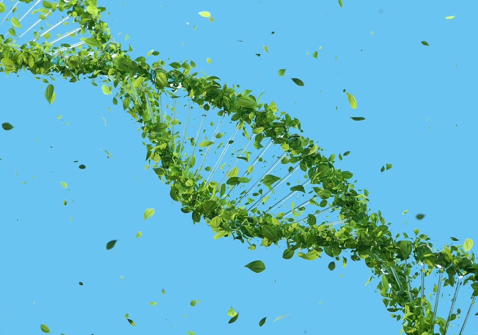 DNA ricombinante