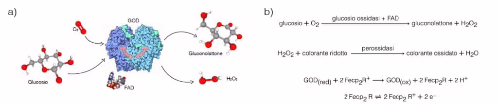 Reazione della glucosio ossidasi.  glucometro