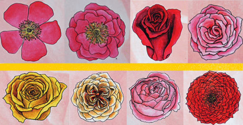 I petali di Rosa hanno eccezionali proprietà antiossidanti