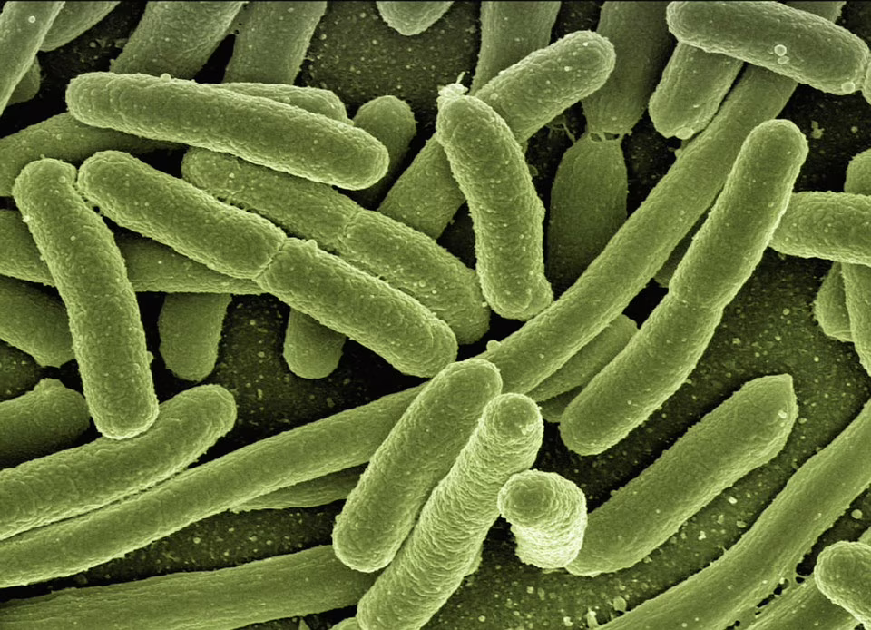 microbiota cos'è