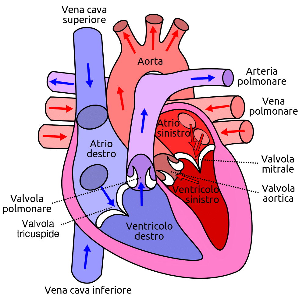 Ciclo cardiaco