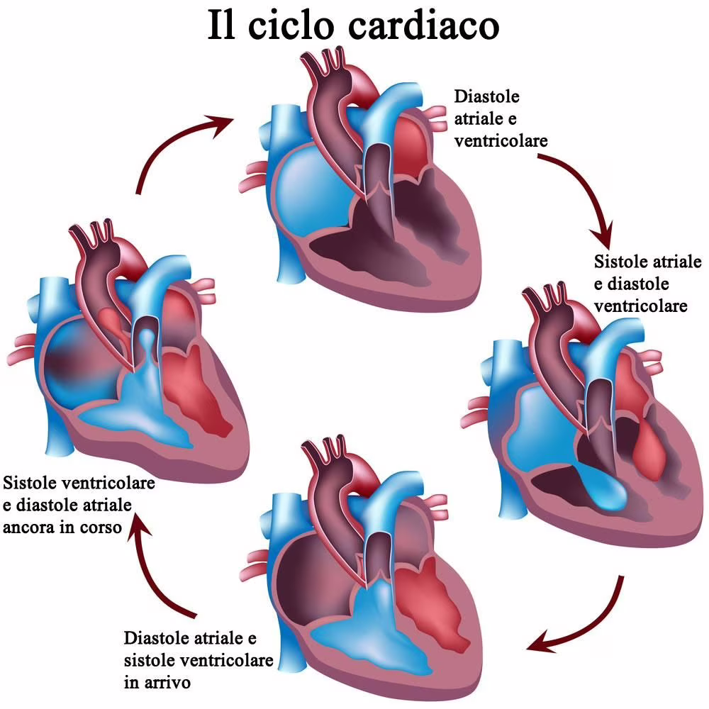 ciclo cardiaco
