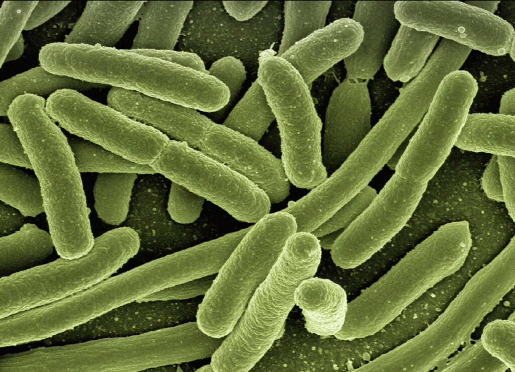 Malattia di Lyme: una nuova cura potrebbe portare alla sua eradicazione