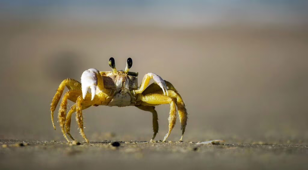 Dai crostacei una risorsa preziosa per rigenerare i nervi