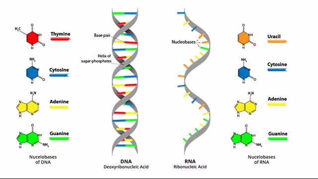5 motivi per cui studiare "DNA Manipulation For Criminologist"