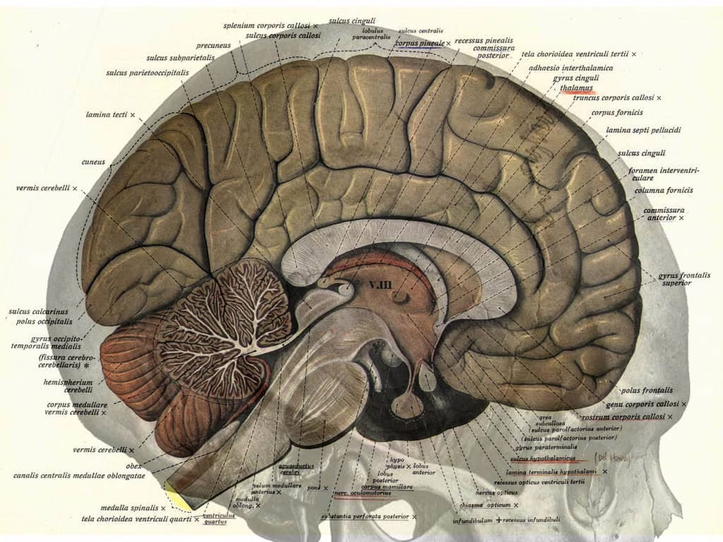 il male nel cervello tripartito