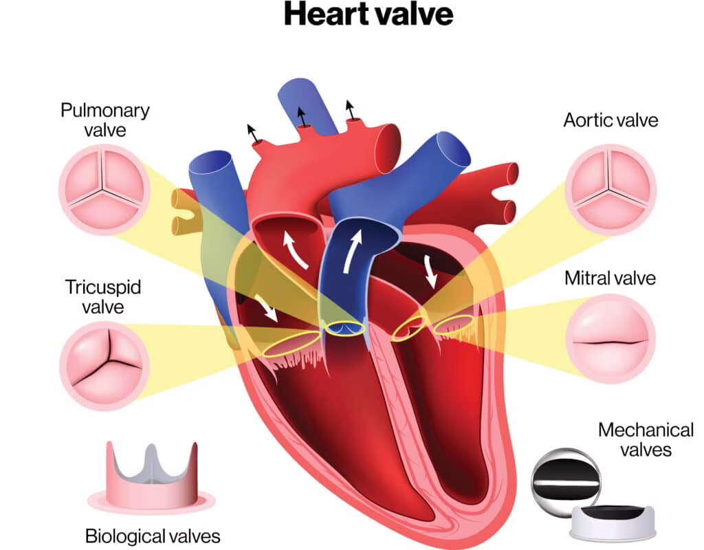 Valvole cardiache: in via di sviluppo un’innovativa protesi tissutale