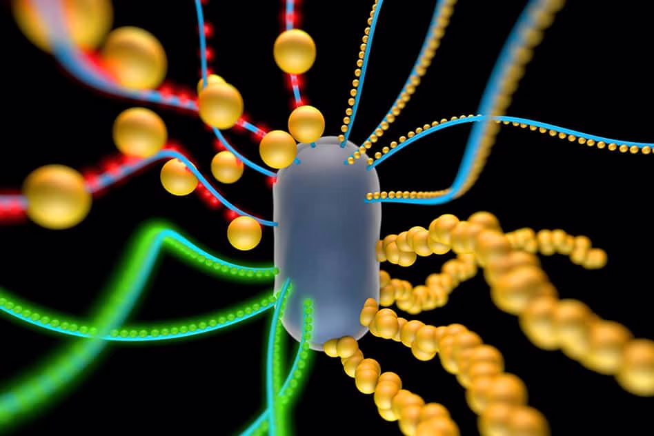 Nanomateriali e batteri-cyborg uniti contro la lotta ai tumori