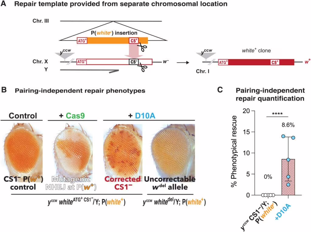 CRISPR