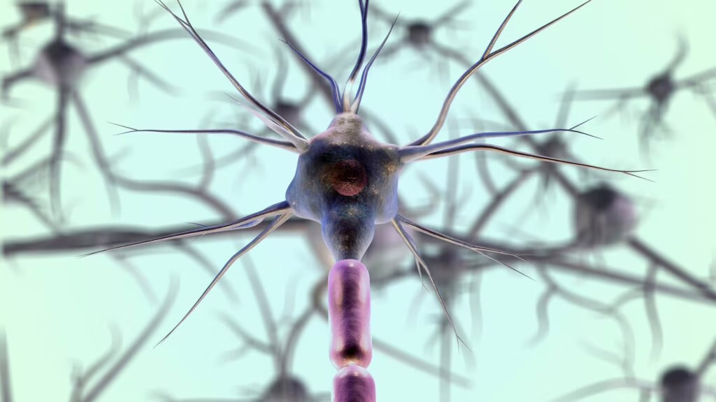 Organ-On-Chip
